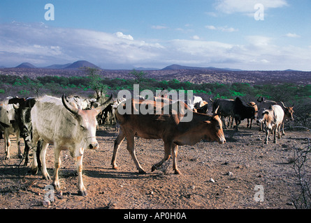 Cattle belonging to the Samburu tribe outside their village in northern Kenya East Africa Stock Photo