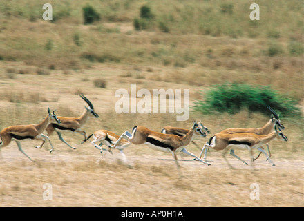 A group of male and female Thomson s Gazelle galloping Serengeti National Park Tanzania East Africa Stock Photo