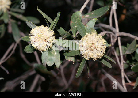 Melaleuca globifera/globifolia- No common name- Family Myrtaceae Stock Photo