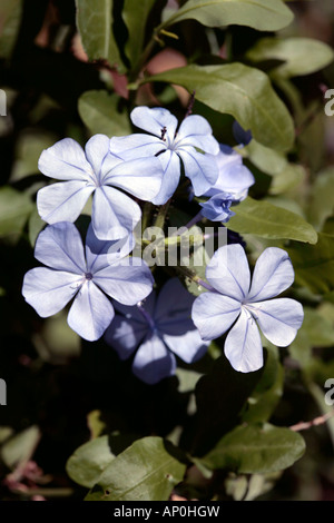 Plumbago/Leadwort- Plumbago auriculata-Family Plumbaginaceae Stock Photo