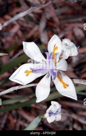 Large Wild Iris/Grootewild Iris-Dietes grandiflora-Family Iridaceae Stock Photo