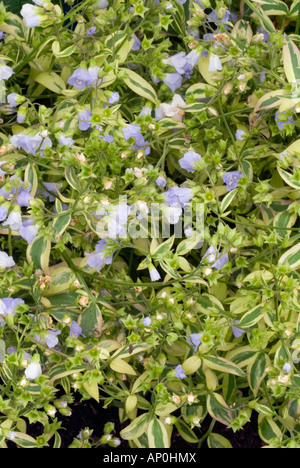 Polemonium reptans 'Stairway to Heaven' Creeping Jacob's Ladder, variegated with blue flowers bloom, perennial plant for shade gardens Stock Photo