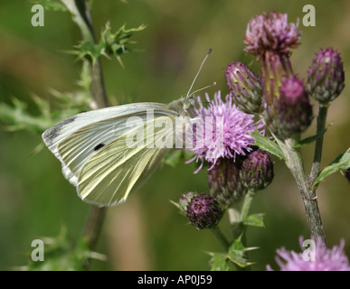 Small White butterfly feeding on thistle flower Stock Photo
