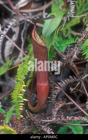 Malaysian pitcher plant Nepenthes sanguineum Cameron Highlands West Malaysia Stock Photo