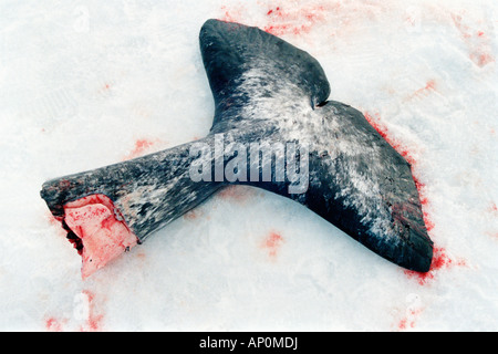 narwal ,Narval monodon monoceros Les chasseurs Inuits chassent le Narval essentiellement pour son trophée mais récupère aussi le Stock Photo