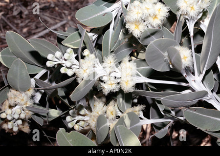 Tallerack/Mealy Gum/Silver Matlock/White Matlock/White-leaved Matlock flower-Eucalyptus pleurocarpa[syn.E. tetragona]-Myrtaceae Stock Photo