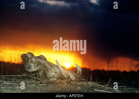 a skull of a warthog Phacochoerus africanus at sunset in Western Kalahari, Namibia Stock Photo