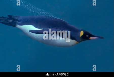 KING PENGUIN swimming Aptenodytes patagonicus Stock Photo