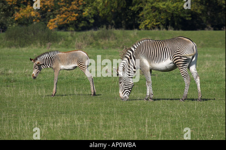 Grevy's Zebra and Foal Equus grevyi Stock Photo