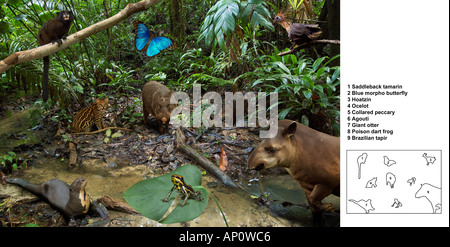 AMAZON RAINFOREST ANIMALS montage with key Stock Photo