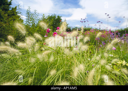 Ethiopian Fountain Grass Pennisetum villosum Stock Photo