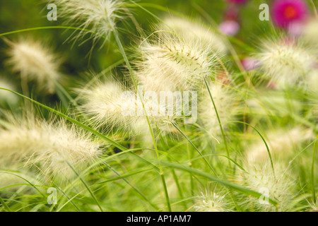 Ethiopian Fountain Grass Pennisetum villosum Seed Heads Stock Photo