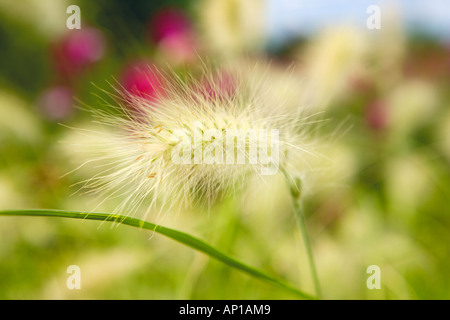 Ethiopian Fountain Grass Pennisetum villosum Seed Head Stock Photo