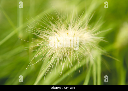 Ethiopian Fountain Grass Pennisetum villosum Seed Head Stock Photo