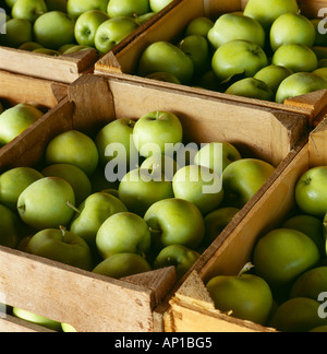 Agriculture - Harvested Early Gold apples in wooden crates / Pennsylvania, USA. Stock Photo