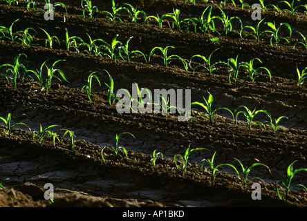 Agriculture - Rows of early growth grain corn plants / California, USA. Stock Photo