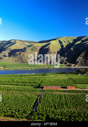 Agriculture - Apple orchards along the Columbia River / near Chelan Falls, Washington, USA. Stock Photo