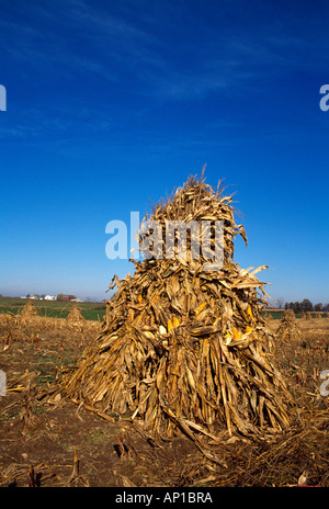 Agriculture - Corn shock in the field in Amish country / LaGrange County, Indiana, USA. Stock Photo