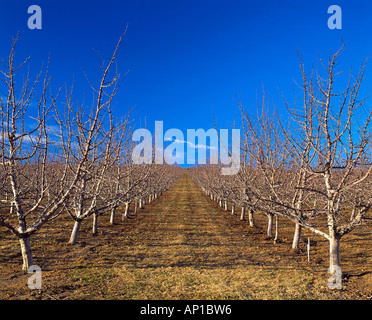 Agriculture - Red delicious high density apple orchard in early Spring dormant stage / Yakima County, Washington, USA. Stock Photo