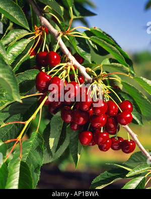 Agriculture - Bing sweet cherries on the tree, ripe and ready for harvest / Yakima Valley, Washington, USA. Stock Photo
