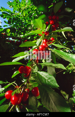 Agriculture - Closeup of mature harvest ready Bing cherries on the tree / Morgan Hill, California, USA. Stock Photo