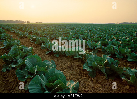 Agriculture - Field of mid growth cabbage in late afternoon light / Mid Atlantic, USA. Stock Photo