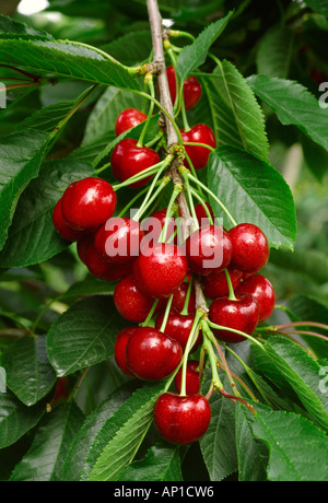 Agriculture - A cluster of ripe Bing cherries on the tree ready for harvest / Yakima Valley, Washington, USA. Stock Photo