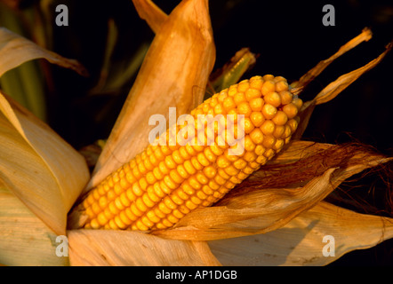 Agriculture - Close up of a mature ear of grain corn at the dent stage, in sunset light / Mississippi, USA. Stock Photo