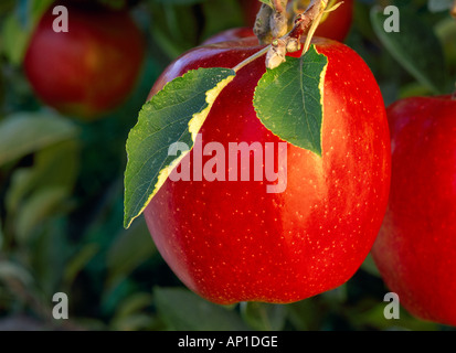 Agriculture - Braeburn apple on the tree, ripe and ready for harvest, close up / Washington, USA. Stock Photo