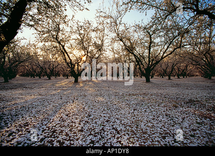 Agriculture - Almond orchard in full Spring blossom stage / near Modesto, California, USA. Stock Photo