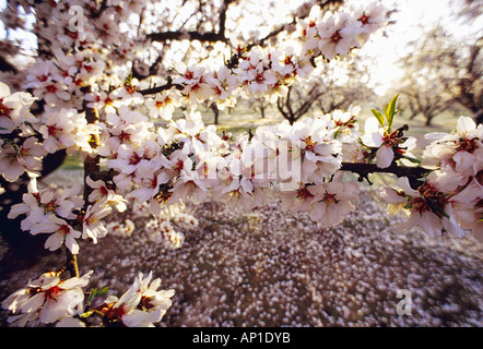 Agriculture - Almond blossoms in full Spring blossom stage / near Modesto, California, USA. Stock Photo