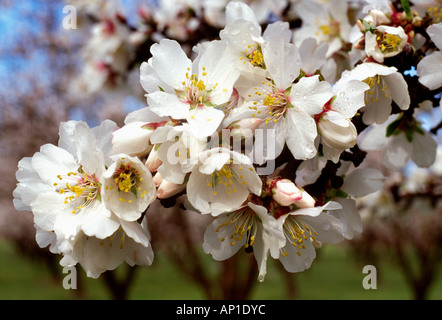 Agriculture - Closeup of almond blossoms in full Spring blossom stage / Modesto, California, USA. Stock Photo