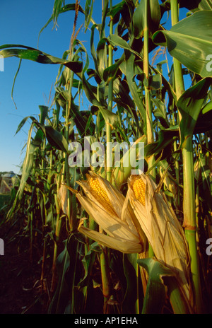 Closeup of mature ears of grain corn on the stalks with their husks slightly open showing the kernels / Clinton, Wisconsin, USA. Stock Photo