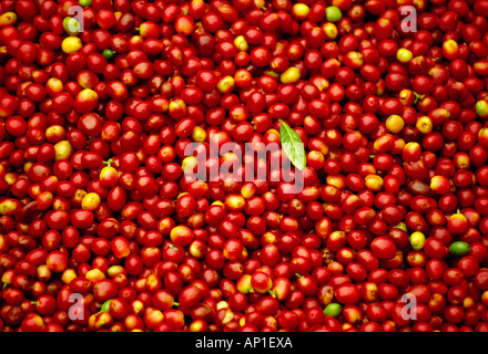 Agriculture - Harvested mature Kona coffee cherries (beans) / Hawaii, USA. Stock Photo