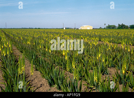 Agriculture - Field of commercial aloe vera plants / Rio Grande Valley, Texas, USA. Stock Photo