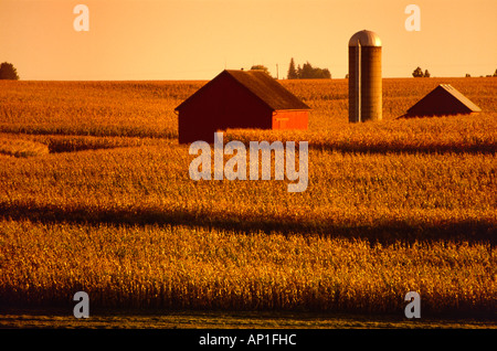 Agriculture - Mature harvest ready fields of grain corn in late afternoon light with red barns and silo in the middle /Iowa, USA Stock Photo