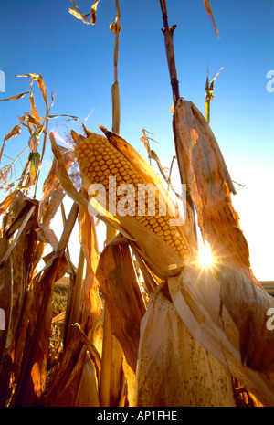 Agriculture - Closeup of a mature harvest ready ear of grain corn on the stalk with the sun glinting through the husk / Iowa. Stock Photo