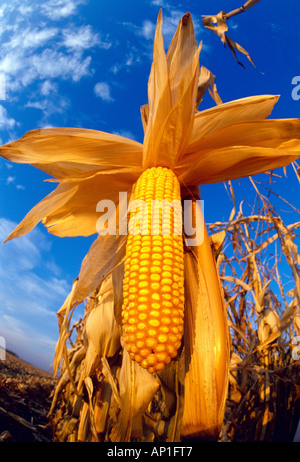 Mature harvest ready ear of grain corn on the stalk in a partially harvested field in late afternoon light / Manitoba, Canada. Stock Photo