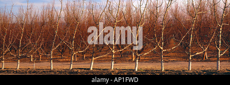 Agriculture Dormant high density apple orchard in late afternoon winter sunlight Cuyama California USA Stock Photo