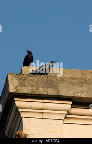 Pair of carrion crows perched on the top of the elevator lift tower, Exeter St. David's Railway Station Stock Photo