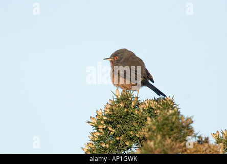 Dartford Warbler Sylvia undata female on lowland heath Surrey April Stock Photo