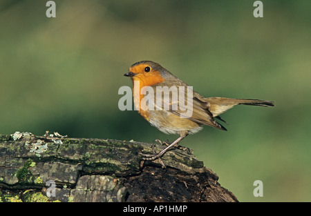 Robin Erithacus rubecula in garden Kent UK winter Stock Photo