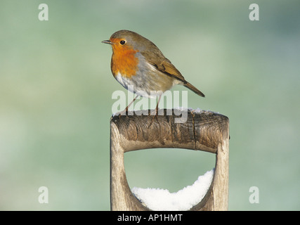 Robin Erithacus rubecula on snow covered spade handle in garden Kent UK winter Stock Photo