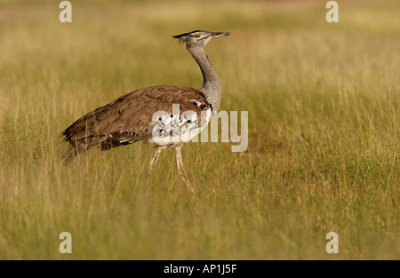 Kori Bustard Ardeotis kori in long grass Etosha Namibia Stock Photo