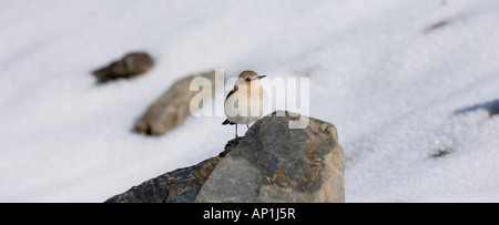 Northern Wheatear Oenanthe oenanthe migrant female in snow Georgia April Stock Photo