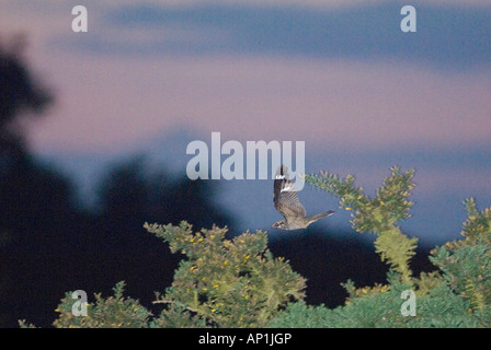 Nightjar Caprimulgus europaeus male in display flight over heath soon after dusk North Norfolk May Stock Photo