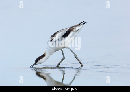 Avocet Recurvirostra avocetta Cley Norfolk August Stock Photo