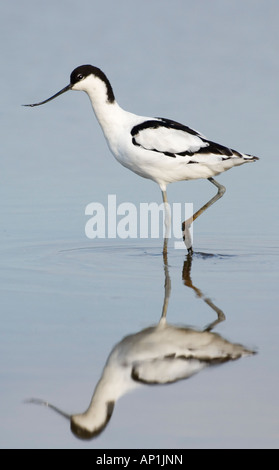 Avocet Recurvirostra avocetta Cley Norfolk August Stock Photo