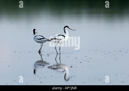 Avocet Recurvirostra avocetta pair Cley Norfolk August Stock Photo