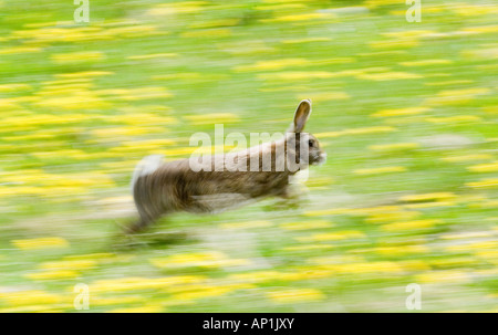 Rabbit Oryctolagus cuniculus running through field of dandelions Norfolk summer Stock Photo